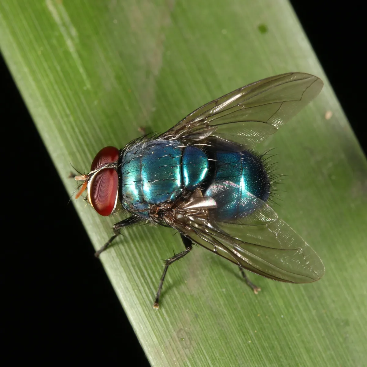 Lucilia porphyrina - photo 3