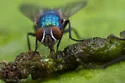 Lucilia thatuna
