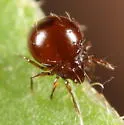 Lucoppia burrowsii