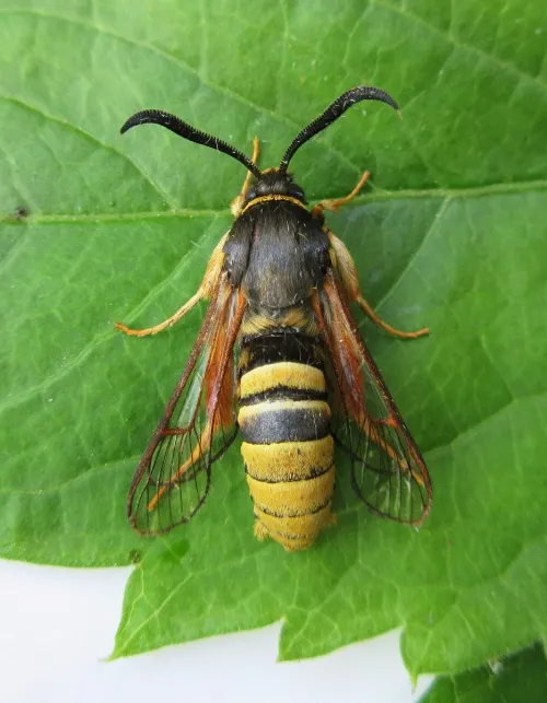 Lunar Hornet Moth