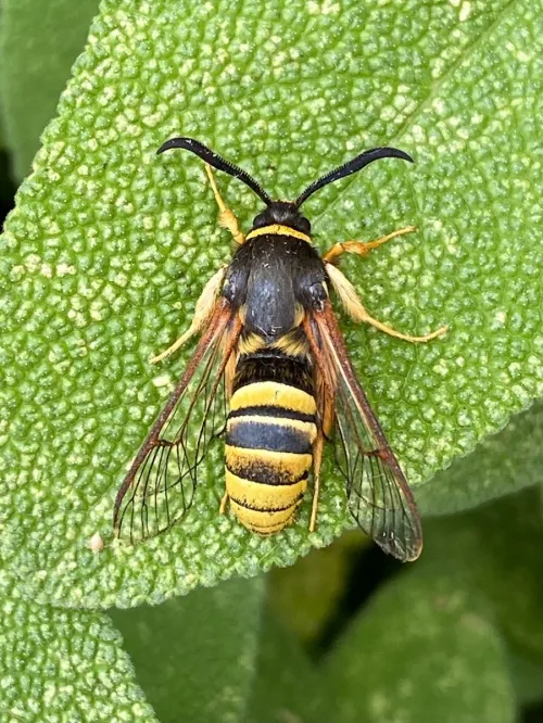 Lunar Hornet Moth - photo 2