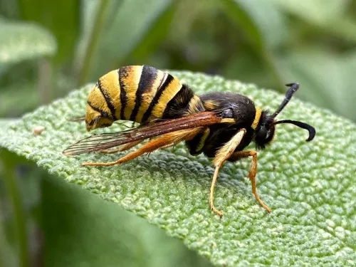 Lunar Hornet Moth - photo 3