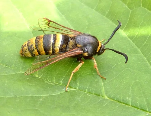 Lunar Hornet Moth - photo 4