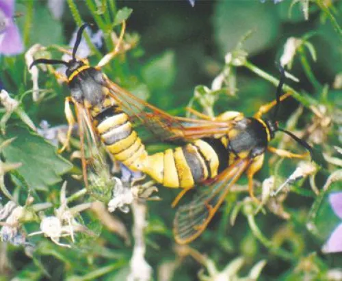 Lunar Hornet Moth - photo 5