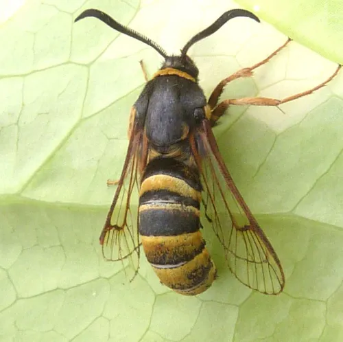 Lunar Hornet Moth - photo 6