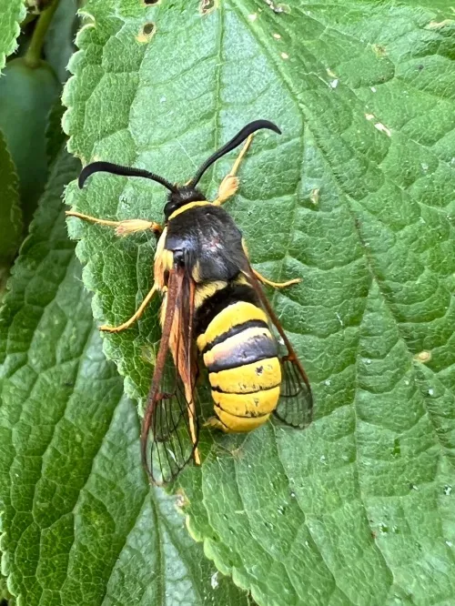 Lunar Hornet Moth - photo 7