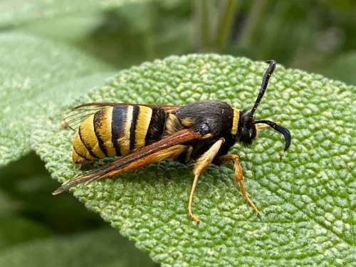 Lunar Hornet Moth - photo 8