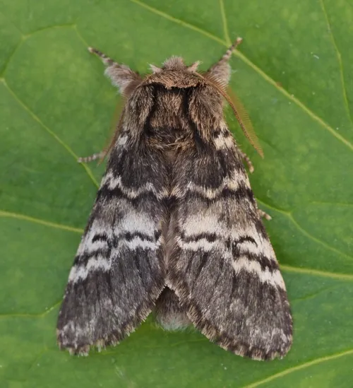 Lunar Marbled Brown
