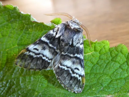 Lunar Marbled Brown - photo 2