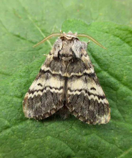 Lunar Marbled Brown - photo 3