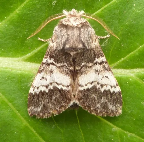 Lunar Marbled Brown - photo 4