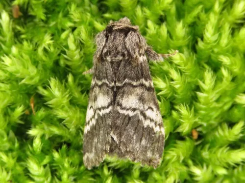 Lunar Marbled Brown - photo 5