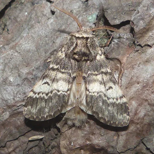 Lunar Marbled Brown - photo 6