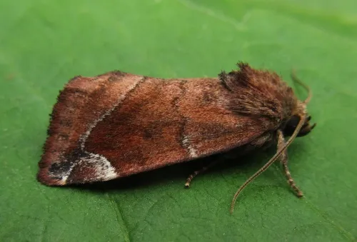Lunar-spotted Pinion