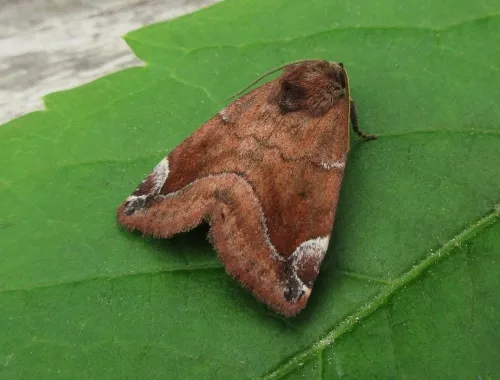 Lunar-spotted Pinion - photo 2