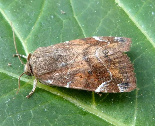 Lunar-spotted Pinion - photo 3