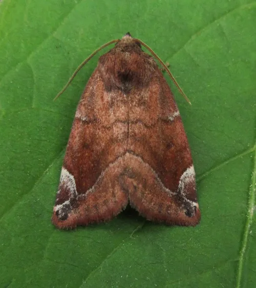 Lunar-spotted Pinion - photo 5