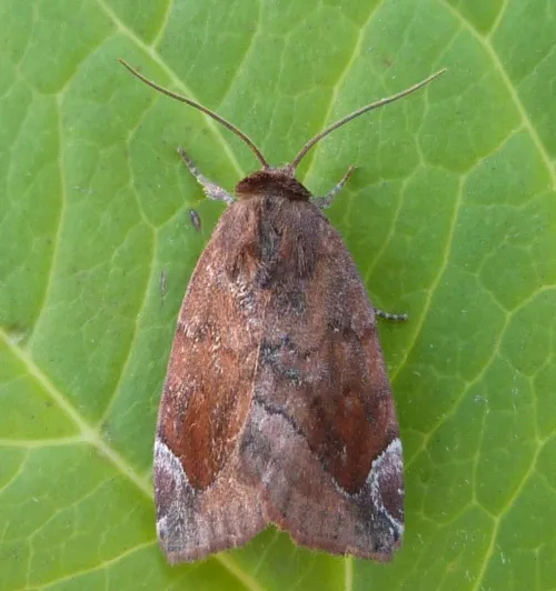 Lunar-spotted Pinion - photo 6