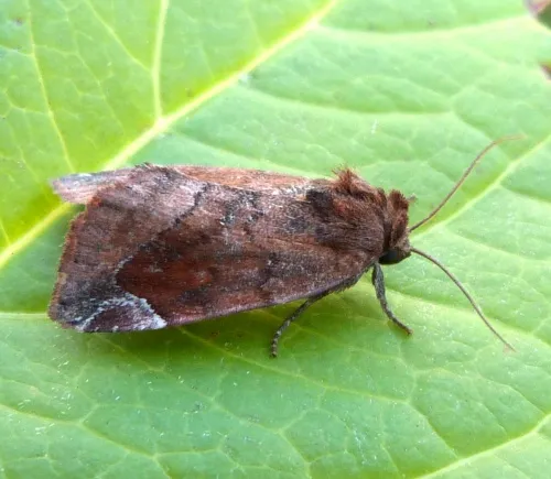 Lunar-spotted Pinion - photo 7