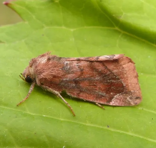 Lunar-spotted Pinion - photo 8