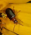 Luperaltica nigripalpis