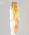 Luperaltica nigripalpis - photo 4