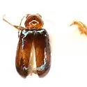Luperaltica nitida - Luperaltica nitida