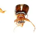 Luperaltica nitida - photo 2