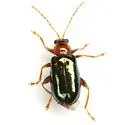 Luperaltica nitida - photo 4