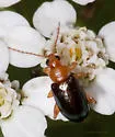 Luperaltica senilis