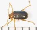 Luperaltica senilis - photo 2