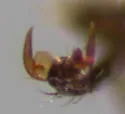 Luperaltica senilis - photo 4