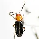 Luperosoma parallelum - Luperosoma parallelum