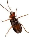 Luperosoma subsulcatum