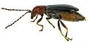 Luperosoma subsulcatum - photo 2
