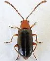 Luperosoma subsulcatum - photo 3
