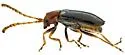 Luperosoma subsulcatum - photo 5