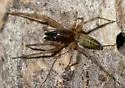 Lupettiana mordax