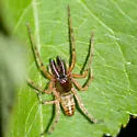 Lupettiana mordax - photo 3