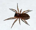 Lupettiana mordax - photo 4