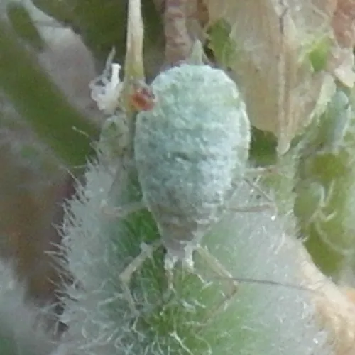 Lupin Aphid