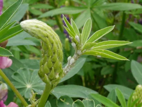 Lupin Aphid - photo 3