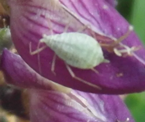 Lupin Aphid - photo 4