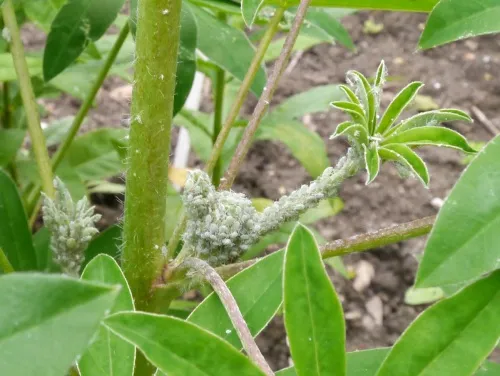 Lupin Aphid - photo 5