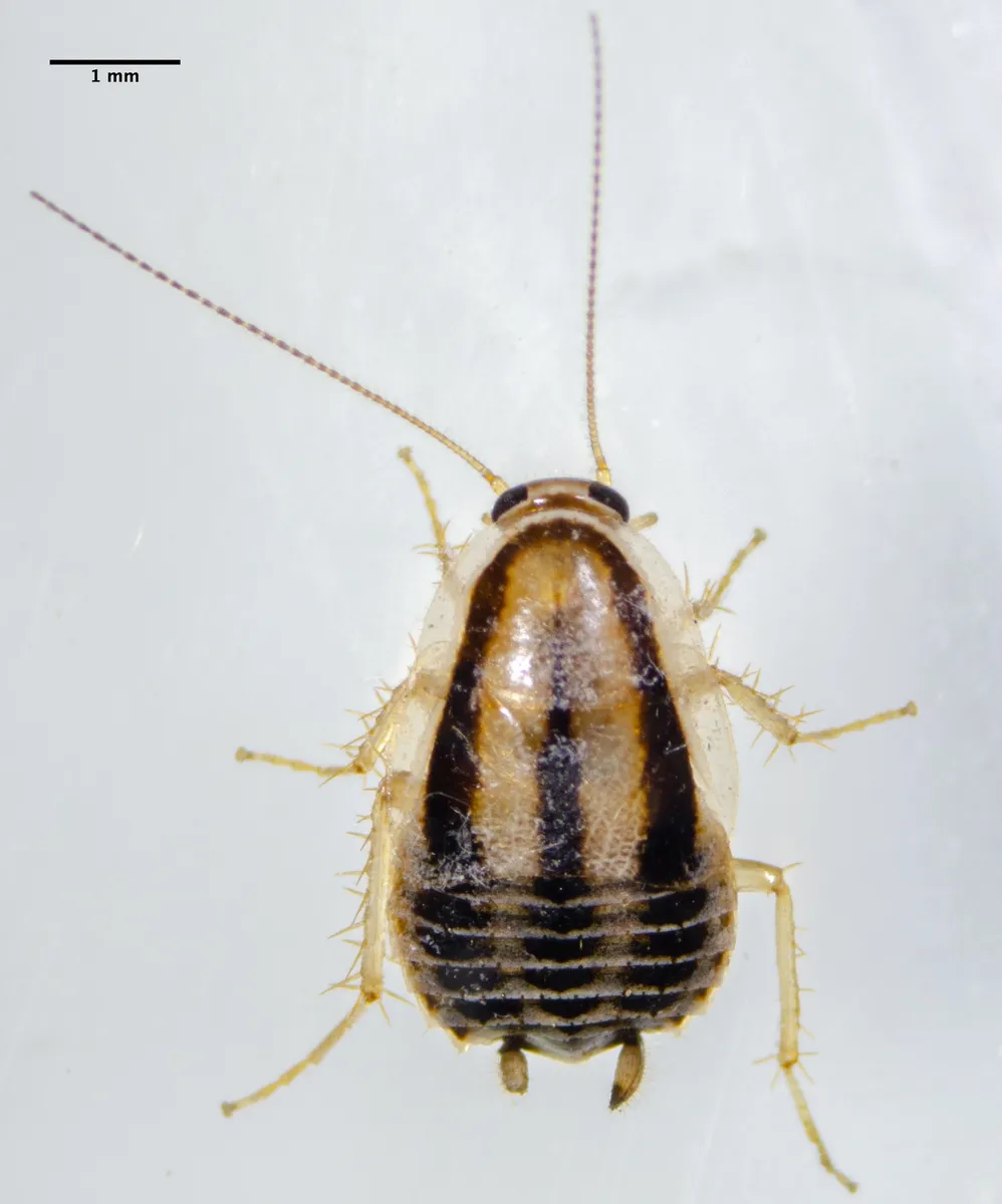 Luridiblatta trivittata