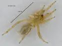 Lutica nicolasia