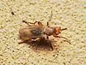 Lutomyia spurca