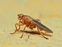 Lutomyia spurca - photo 2