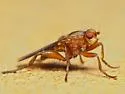 Lutomyia spurca - photo 3