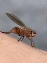 Lutomyia spurca - photo 4